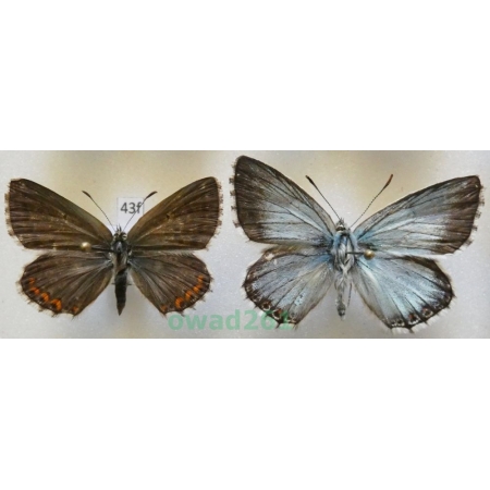 Polyommatus coridon (Poda, 1761) pair Poland43f